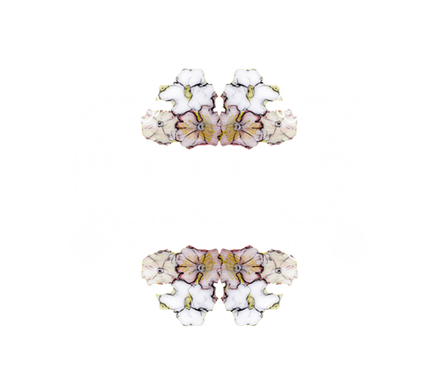 C.C.G. FASHION